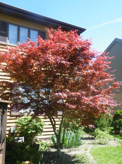 japanese maple tree garden. 13#39; Japanese Maple Tree
